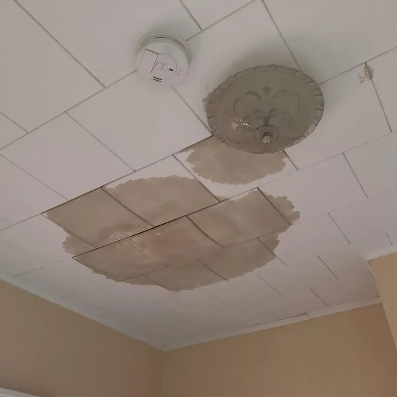 Ceiling Water Damage Repair in Olmsted County, MN